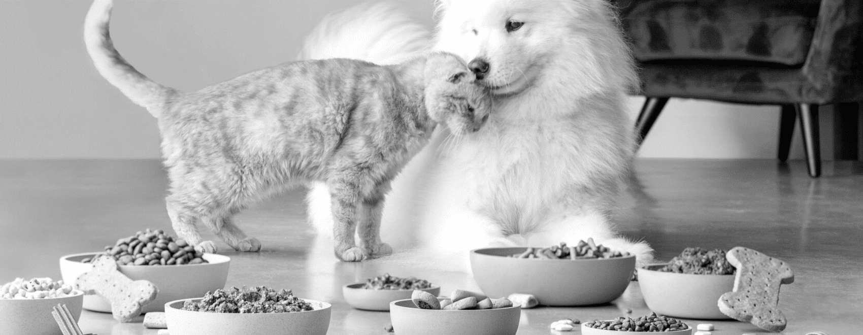 Top 10 produttori pet food flyer q3 2021