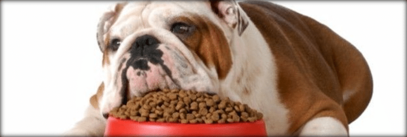 Pet food volantino italia