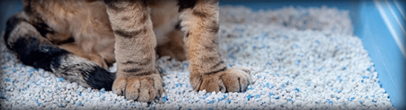 Lettiere gatto volantino