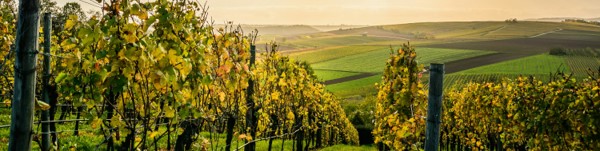 I vitigni più visti sui siti di e-commerce wine&spirits